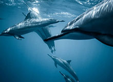 HuaTiHui：让字体的灵魂在生活中跳动